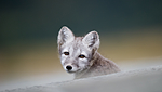 BB 13 0121 / Vulpes lagopus / Fjellrev